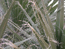 IMGP5230.jpg